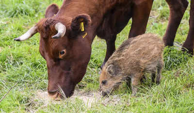 Herd the news? Wild boar piglet adopted by cows