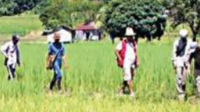 Farmers undertake mass poisoning to end rat menace in Mizoram