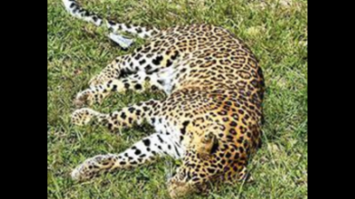 Maharashtra: Another female leopard knocked dead on NH-7