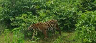 Lakhandur-Wadsa tiger CT1 claims 13th life