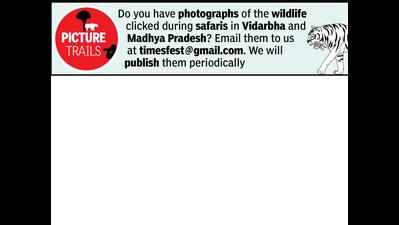 Wildlife parks to reopen today; Tadoba fully, others partially