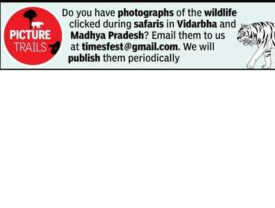 Wildlife parks to reopen today; Tadoba fully, others partially