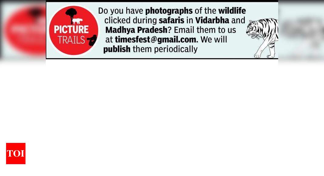 Wildlife parks to reopen today; Tadoba fully, others partially