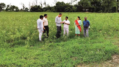 ‘Rice bowl’ Chandauli now all set to rise as veggie hub of east UP region