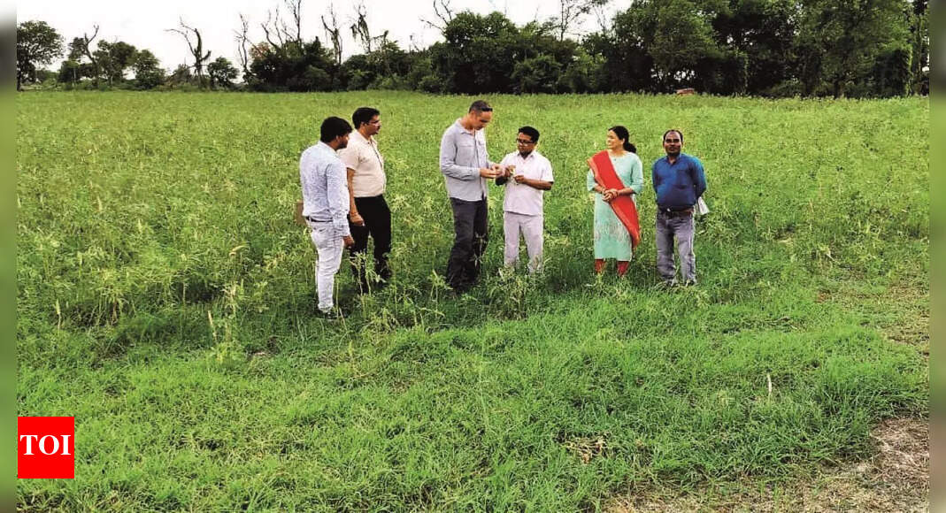 ?rice Bowl’ Chandauli Now All Set To Rise As Veggie Hub Of East Up Region