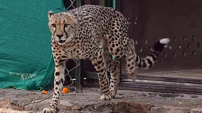 Madhya Pradesh: Cheetah 'Aasha' may be pregnant with hope in Kuno