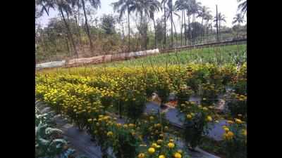 State eyes ‘swayampurna’ in marigold cultivation