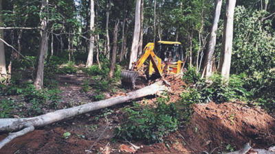 6,000 trees, not 163, felled in Corbett for tiger safari: FSI