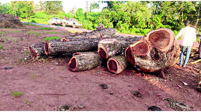 Forum alleges graft in tree felling, approaches Lokayukta