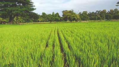 Assam falls 40% short of paddy procurement target in 2021-22
