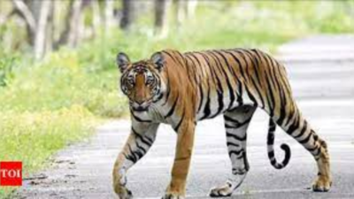 Goa: For tiger reserve, 3 sanctuaries surveyed by 90 staff for 5 days