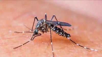 Health department teams to make villagers aware about vector-borne diseases