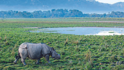 Assam: Kaziranga National Park to open for tourists from October 2