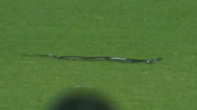 Watch: Snake interrupts play during second India-South Africa T20I; match resumes after few minutes