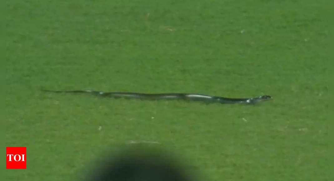 Watch: Snake interrupts play during second India-South Africa T20I