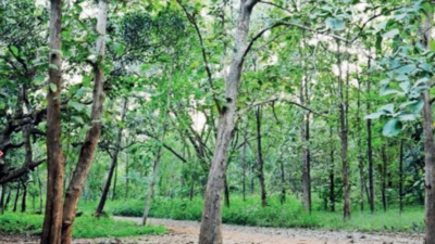 Karnataka lost 746 hectares of forest in three years