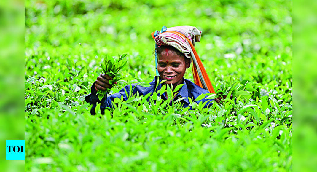 60 Of Assam’s 706 Tea Gardens In 14 Dists Pay Workers Full Bonus