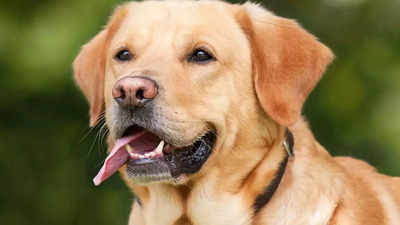 Licensing fears: More pets being abandoned