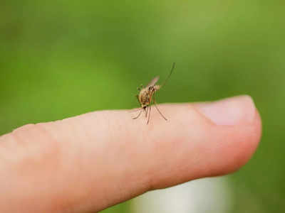 Scientists tricked 200 mosquitoes into delivering malaria vaccines to humans