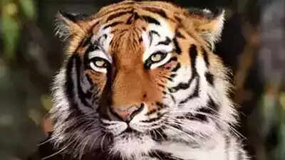 Officials face issues curbing tiger straying in Pilibhit due to delay in fencing approval