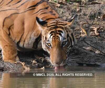 Forest rules in place to prevent wild behaviour
