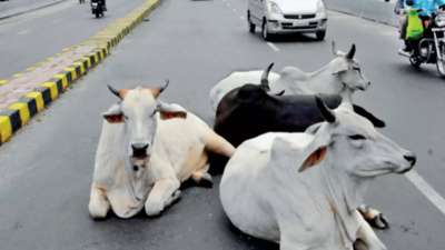 Cow on road: To err fatally is human, so forgive bovine
