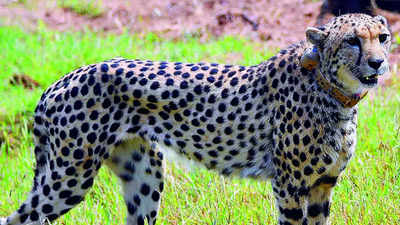 Cheetah scientist backs Kuno project: ‘Genetic gap not much’
