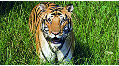 Officials face issues curbing tiger straying in Pilibhit