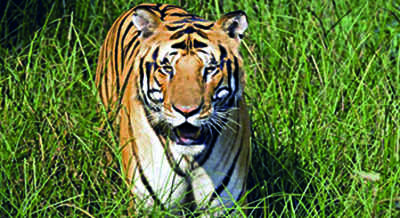 Officials face issues curbing tiger straying in Pilibhit