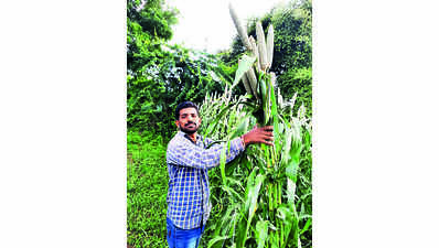 Scientific farming gets Sangli village a bajra yield 3 times the nat’l average