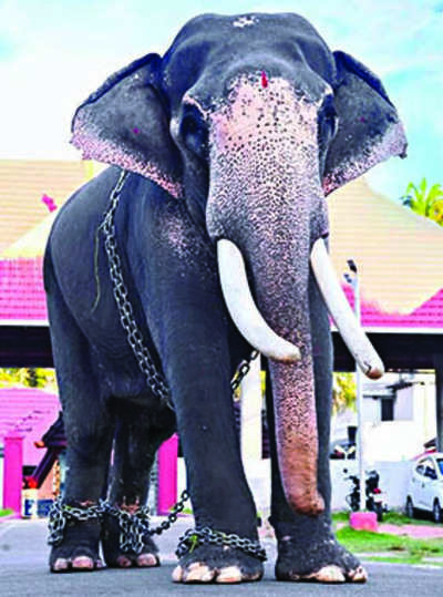 780+ Kerala Elephant Stock Photos, Pictures & Royalty-Free Images - iStock  | Kerala elephant feeding