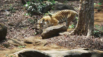 Munnar: Tiger kills 5 more cows