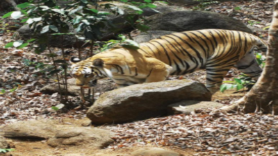 Declare Mhadei sanctury as a tiger reserve: National tiger authority to Goa