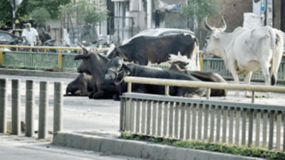 Ahmedabad: Man assaulted for honking at cows sitting on road
