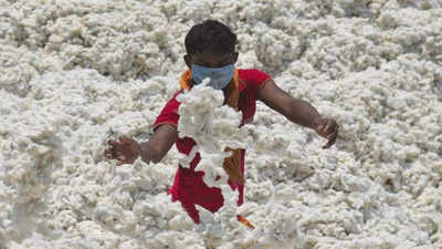 Maharashtra: Cotton rates may disappoint farmers this year