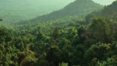 Forest dept sets up panels to monitor afforestation in Goa