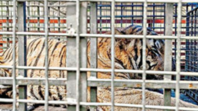 Kerala: Munnar tiger that killed 10 cows trapped