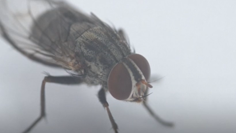 Ecuador: Small fly threatens Galapagos archipelago
