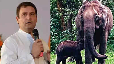 Rahul Gandhi appeals to Karnataka CM Basavaraj Bommai to save elephant calf