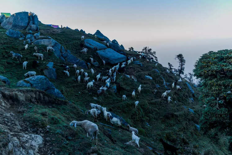 Triund trek, Dharamshala, Himachal Pradesh