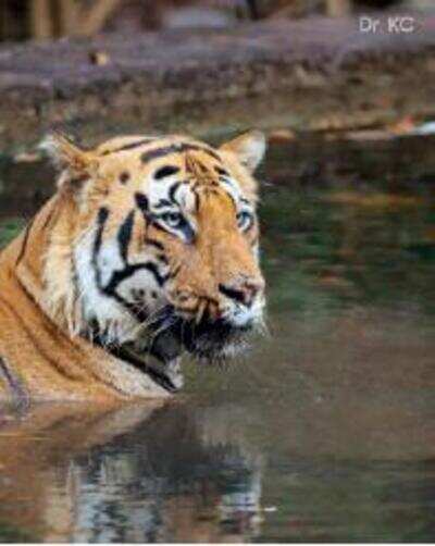 The Magic of Monsoon Jungle Safaris
