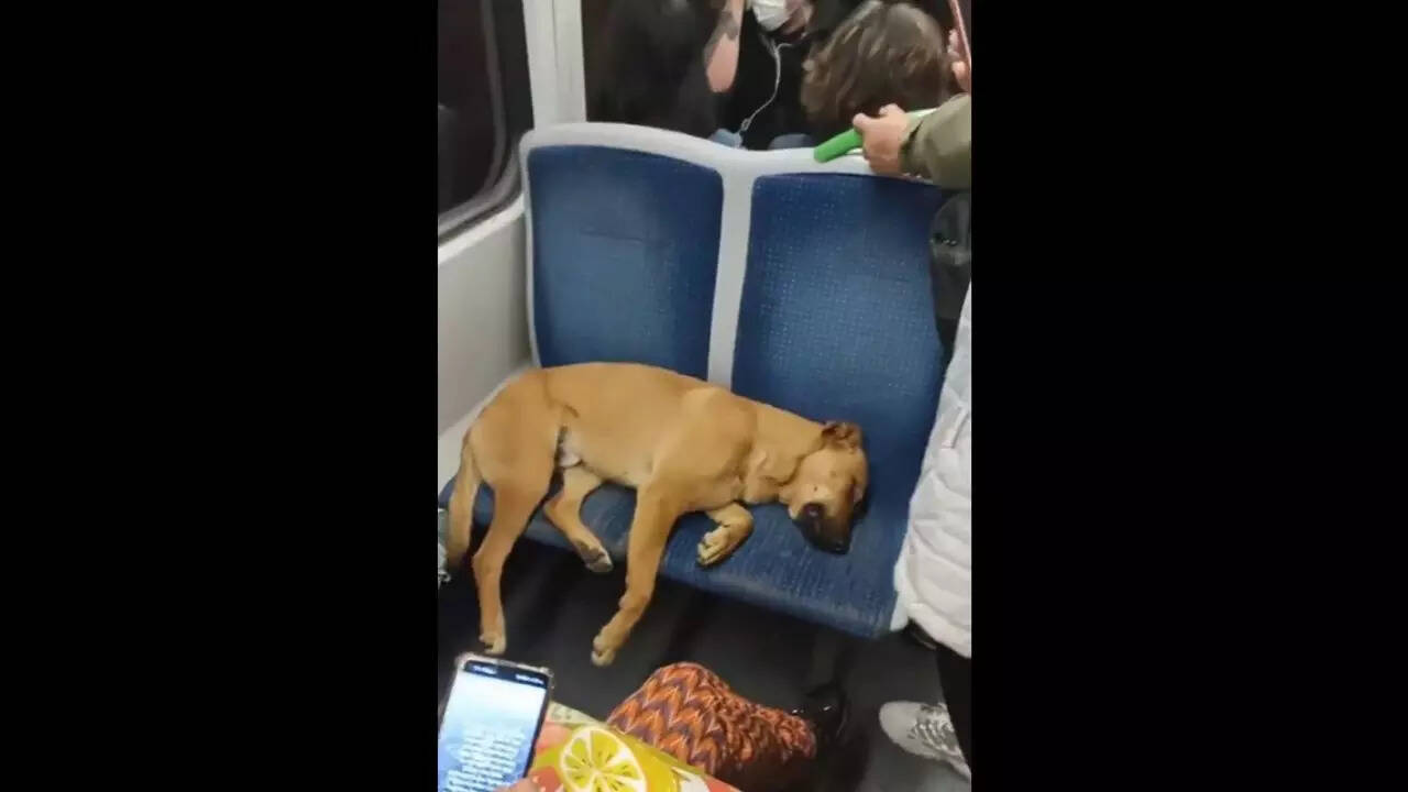 Watch: Passengers in crowded Chile bus allow dog to sleep on seats - Times  of India