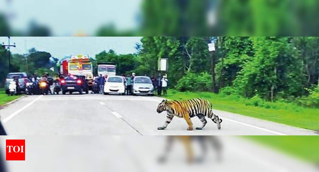 Dispersing through thinning forests, tigers come into conflict with ...
