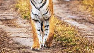 Bihar: Tiger on prowl mauls 12-year-old girl to death in West Champaran