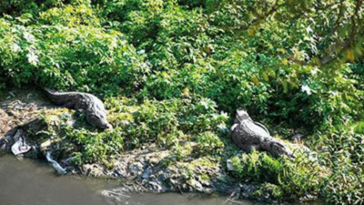 Gujarat: 78 crocodiles sunbathe at 58 sites along Vishwamitri River