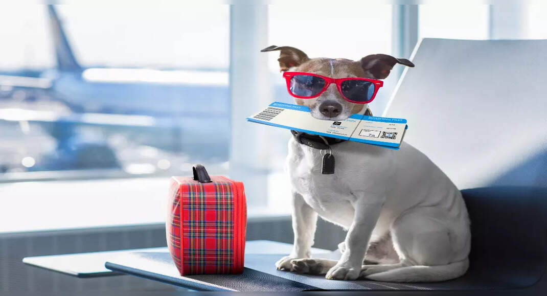 This airline will now allow pets in cabin and cargo hold Times of