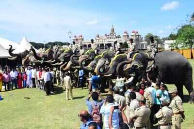 Dasara jumbos return home after a grand show