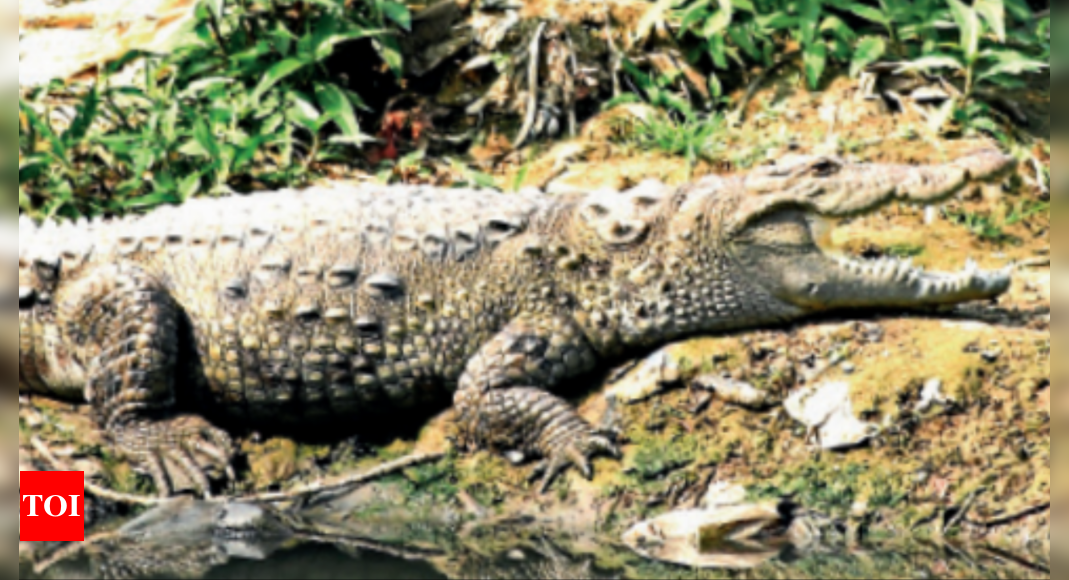 vadodara-crocodiles-to-get-photo-id-for-easy-recognition-vadodara