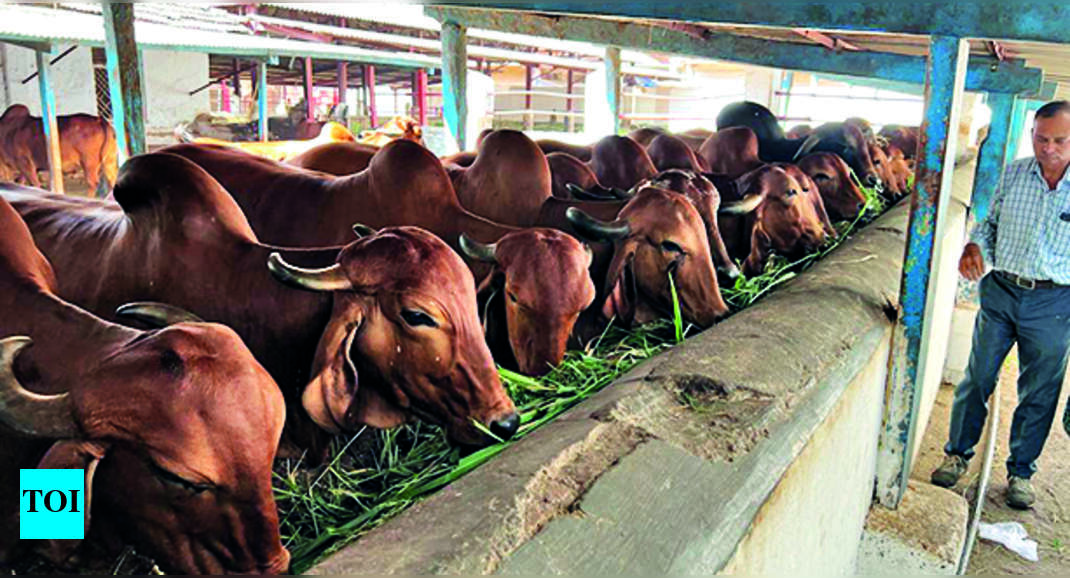 Only Vaccinated Cattle Allowed To Travel During Harvest Season Nashik News Times of India