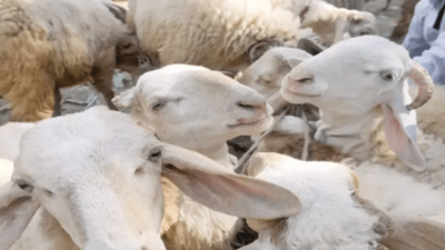 Karnataka: Train runs over 73 sheep in Kalaburagi